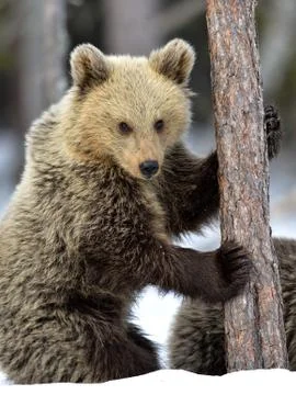 Bear Cub Climbing a Pine Tree. Winter forest. Brown Bear, Scientific name: Ur Stock Photos