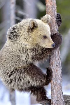 Bear Cub Climbing a Pine Tree. Winter forest. Brown Bear, Scientific name: Ur Stock Photos