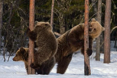 Bear Cub Climbing a Pine Tree. She-Bear and bear cubs in the winter forest. B Stock Photos