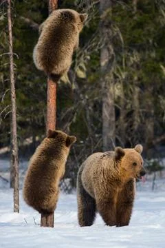 Bear Cub Climbing a Pine Tree. She-Bear and bear cubs in the winter forest. B Stock Photos