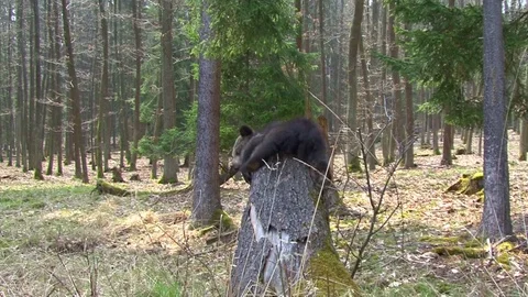Bear cub climbing on stump Stock Footage 82443004