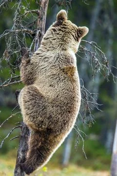 The bear cub climbing on the tree. Back view. Ursus Arctos ( Brown Bear) Stock Photos