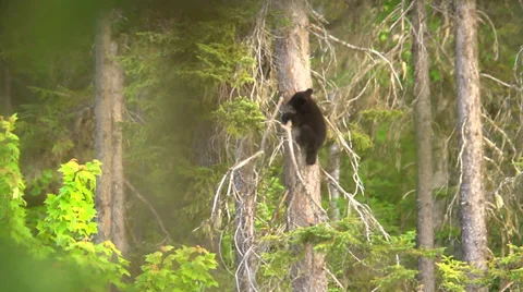 Bear Cub Climbing Tree Stock Footage 34174424