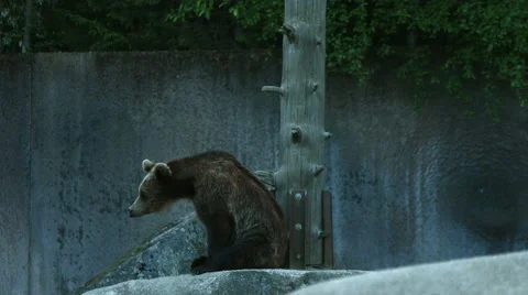 A bear cub climbing a tree stump Stock Footage 49151885