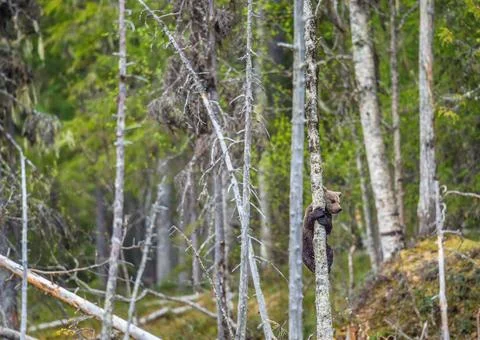 The bear cub climbing on the tree. Ursus Arctos ( Brown Bear) Stock Photos
