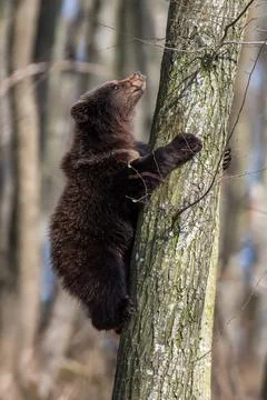 Bear cub clings to the side of the tree Foto stock