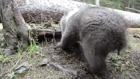Bear cub digging eearth and smelling in forest. Stock Footage 254397313