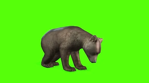 Bear Cub Eating Green Screen Animation 4... | Stock Video | Pond5