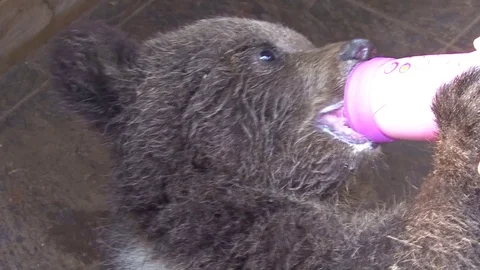 Bear cub feeding milk Stock Footage 77644717