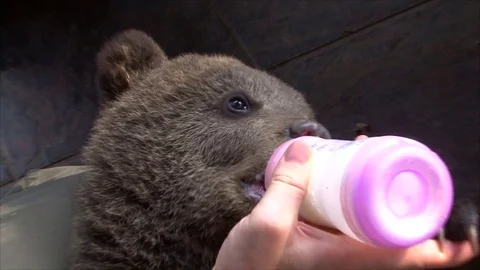 Bear cub feeding milk Stock Footage 77644910