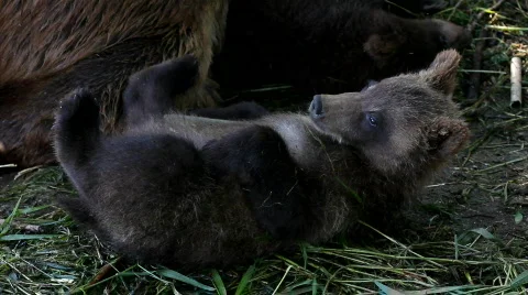 Bear cub Video stock 844734