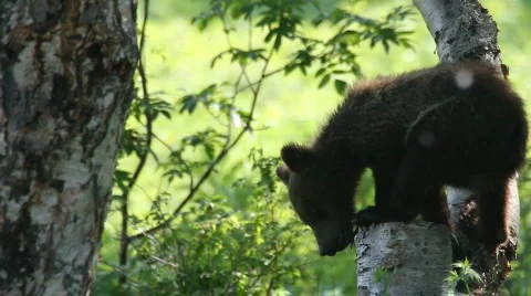 Bear cub 動画素材 849429