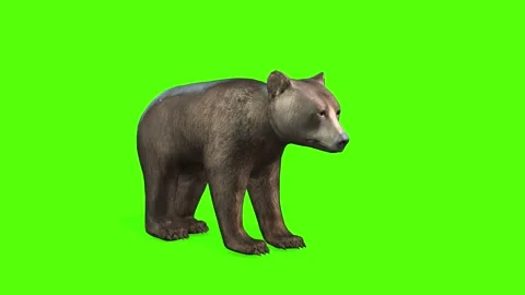 Bear Cub idle Green Screen Animation 4K ... | Stock Video | Pond5