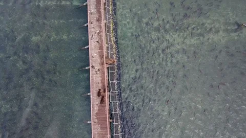 The bear cub on the Kamchatka  Stock-Footage 109073170