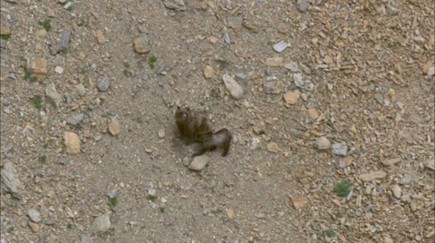 Bear Cub Mountain Stock Footage 37410312