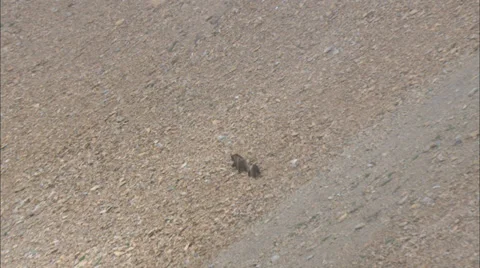 Bear Cub Mountainside Stock Footage 37410497