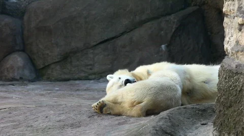 Bear cub play in zoo Video stock 722085
