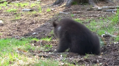 Bear cub playing with empty PET bottle Stock Footage 77644870