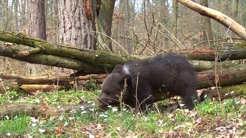 Bear cub playing Stock Footage 77641685
