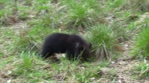 Bear cub running and playing Stock Footage 77644173