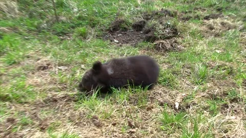 Bear cub running and playing Stock Footage 77645056