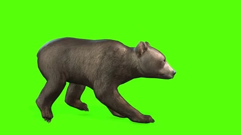 Bear Cub Running Green Screen Animation ... | Stock Video | Pond5