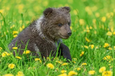 Bear cub in spring grass. Dangerous small animal in nature meadow with yell.. 스톡 사진