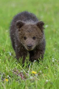 Bear cub in spring grass. Dangerous small animal in nature meadow habitat 写真素材