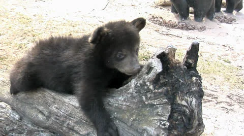Bear Cub on Stump Stock Footage 24234127