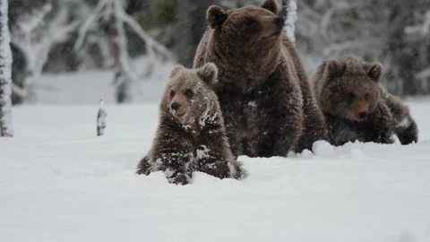 Bear cub takes a break in heavy snowfall until mom decides to move on. Video stock 191560455