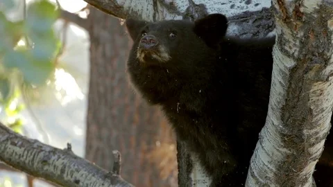 Bear Cub in Tree 動画素材 78733260