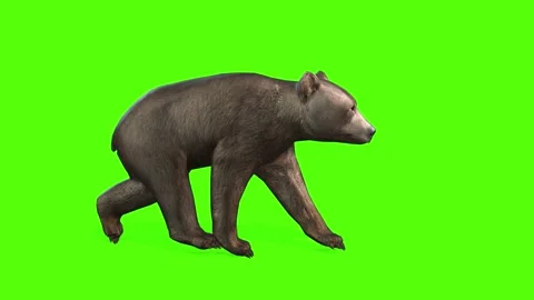 Bear Cub Trot Green Screen Animation 4K ... | Stock Video | Pond5