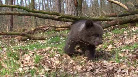Bear cub walking in forest Stock Footage 77642059