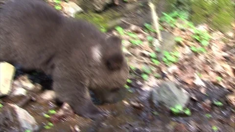 Bear cub walking in mountain stream. Stock Footage 77646453