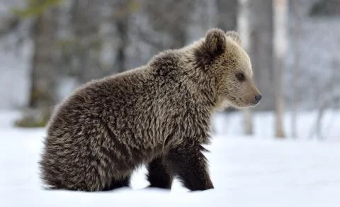 Bear cub in winter forest. Natural habitat. Brown bear, Scientific name: Ursu Stock Photos
