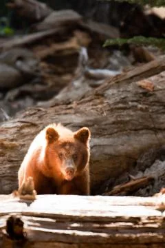 Bear cub in yosemite Stock Photos