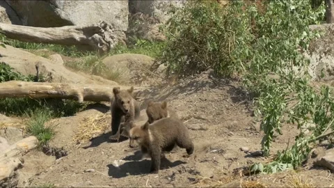 Bear Cubs Chasing and Playing with Each other Vídeo Stock 134656977
