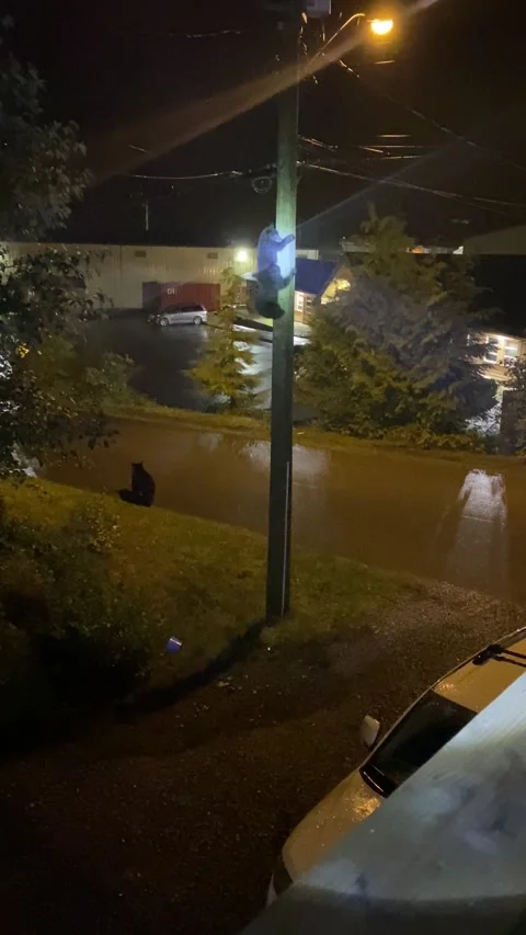 Bear Cubs Climb Down Utility Pole, Port Hardy, British Columbia, Canada - 16 Sep Stock Footage 205400627