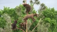 Bear Cubs Climbing And Playing In Pine Tree Stock Footage