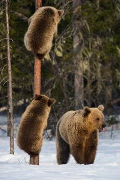 Bear Cubs Climbing a Pine Tree. She-Bear and bear cubs in the winter forest.  Stock Photos
