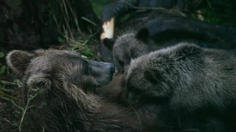 Bear cubs drink milk Vídeos de archivo 843254
