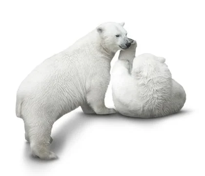 Bear cubs fight Stock Photos