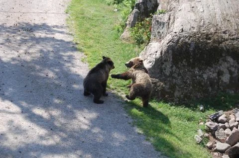 Bear Cubs Fighting Stock Photos