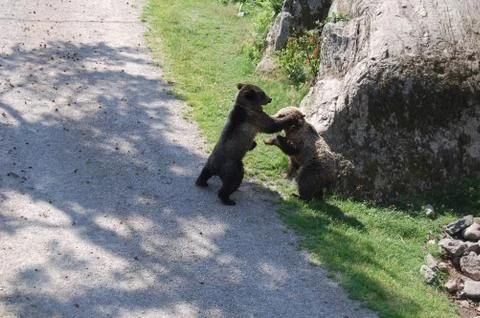 Bear Cubs Fighting Stock Photos