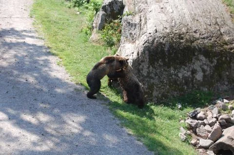 Bear Cubs Fighting Stock Photos