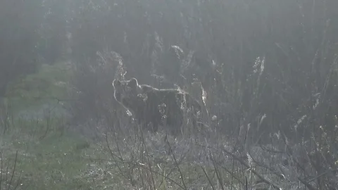 Bear with cubs Stock Footage 129534640