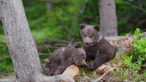 Bear cubs in forest Stock Footage 82950664