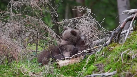 Bear cubs in forest Stock Footage 82950665