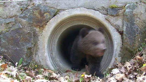 Bear cubs hiding Stock Footage 77644302