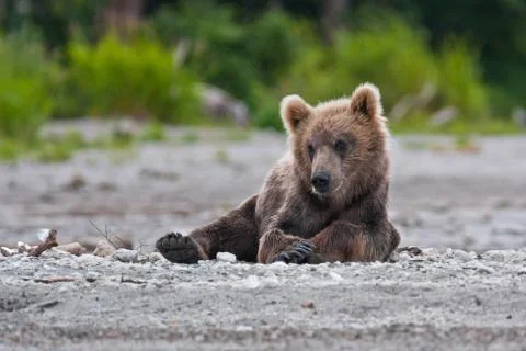 Bear cubs Stock Photos